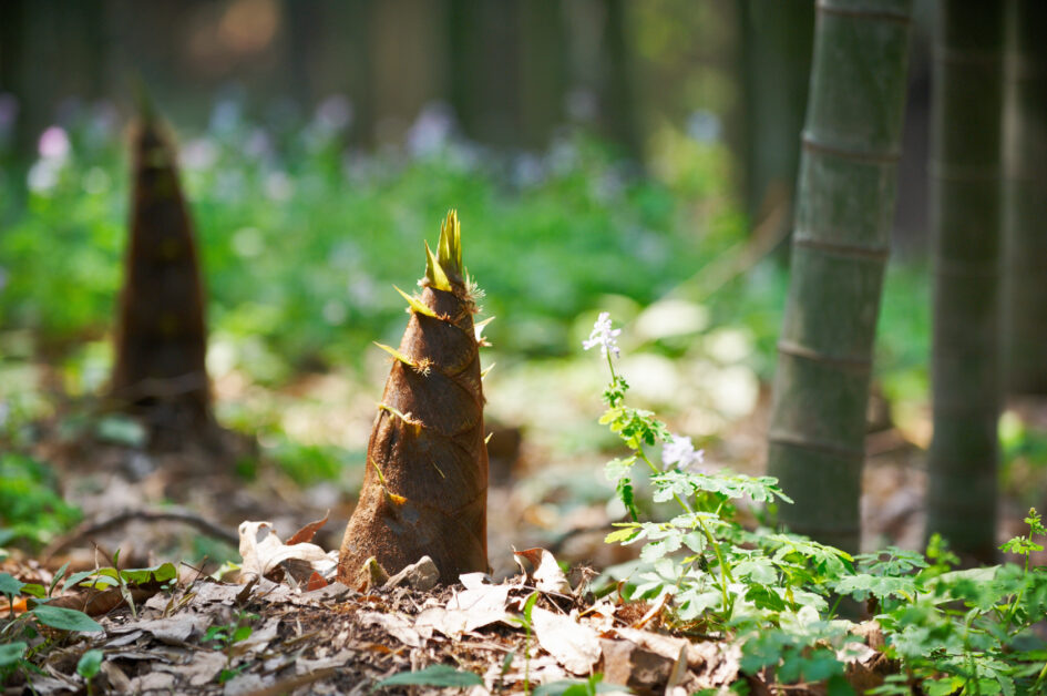 young-bamboo-shoot-bamboo-sprout-in-the-forest-2022-12-16-14-53-38-utc-945x628_20241030095822_642.jpg